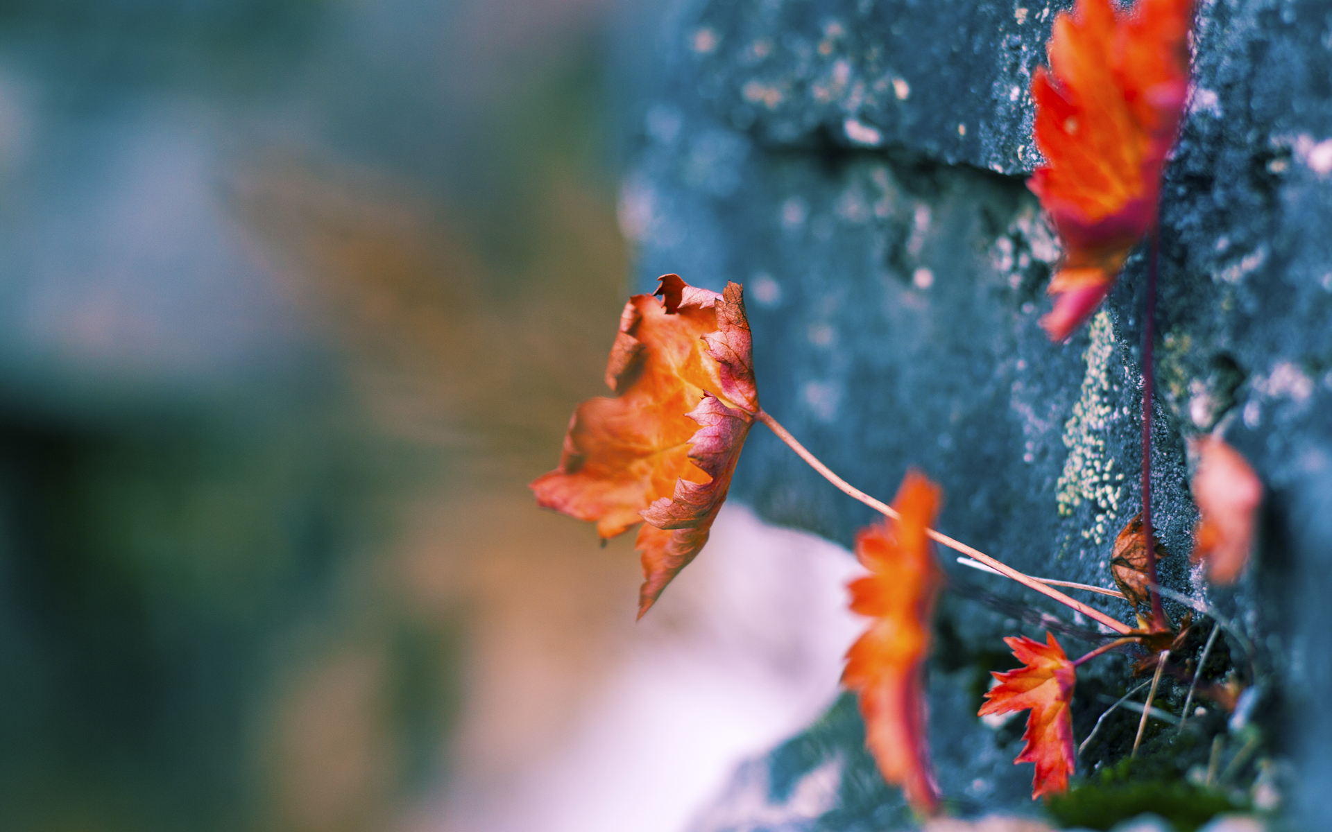 摩洛哥马术协会推出青少年马术培训计划,培养未来骑手。,摩洛哥赛马