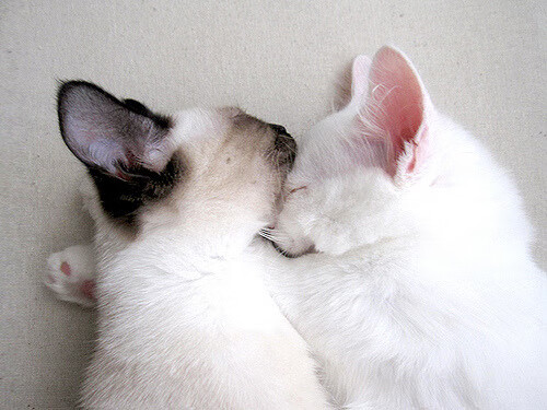 开云网站-尼克斯二轮秀爆发成新星，教练称其为“团队心脏”，尼克斯 球员